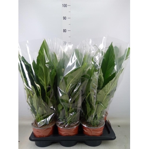 Spathiphyllum  'Sweet Chico'