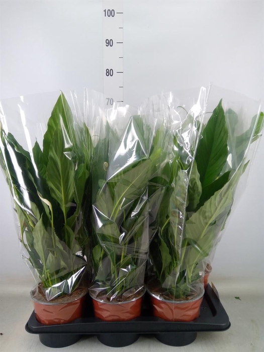 <h4>Spathiphyllum  'Sweet Chico'</h4>