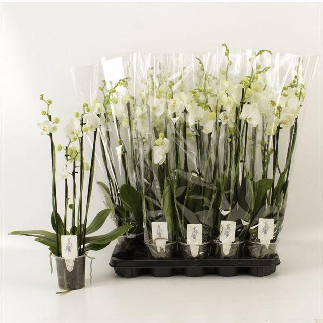 <h4>Phal Ov Wit</h4>