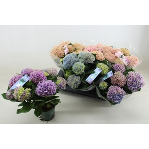 HYDR M MAG REVOLUTIO