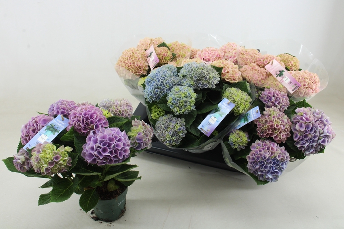 <h4>HYDR M MAG REVOLUTIO</h4>