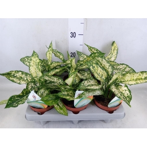Dieffenbachia  'Vesuvius'