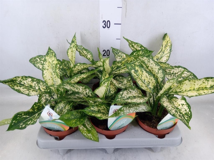 <h4>Dieffenbachia  'Vesuvius'</h4>