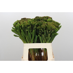 Kaaps Groen Albigreen