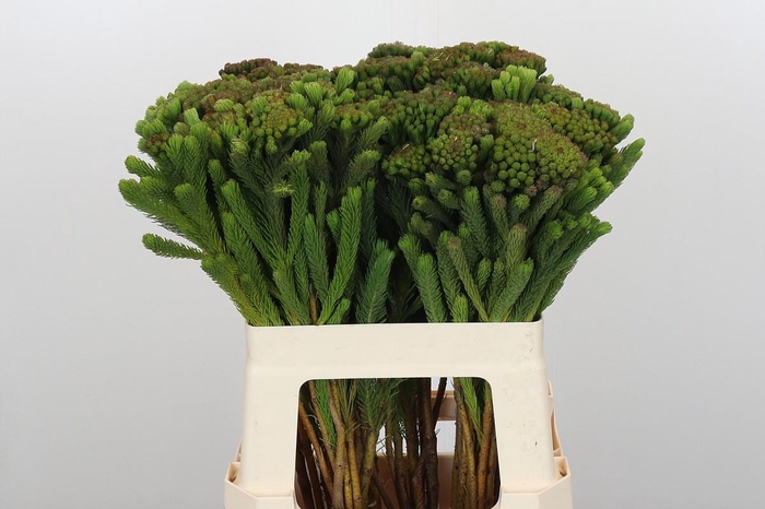 <h4>Kaaps Groen Albigreen</h4>