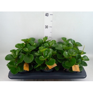 Peperomia obt. 'Green Gold'