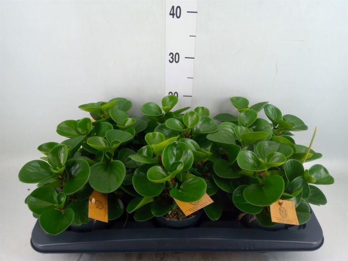 <h4>Peperomia obt. 'Green Gold'</h4>