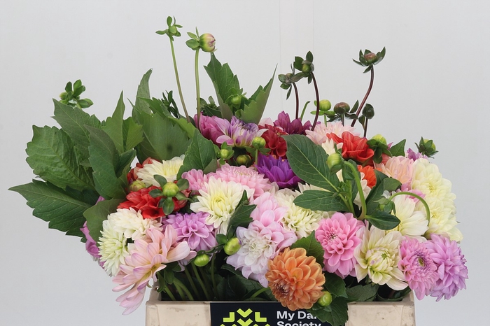 Dahlia Gemengd in bos