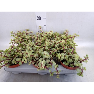 Portulacaria afra 'Variegata'