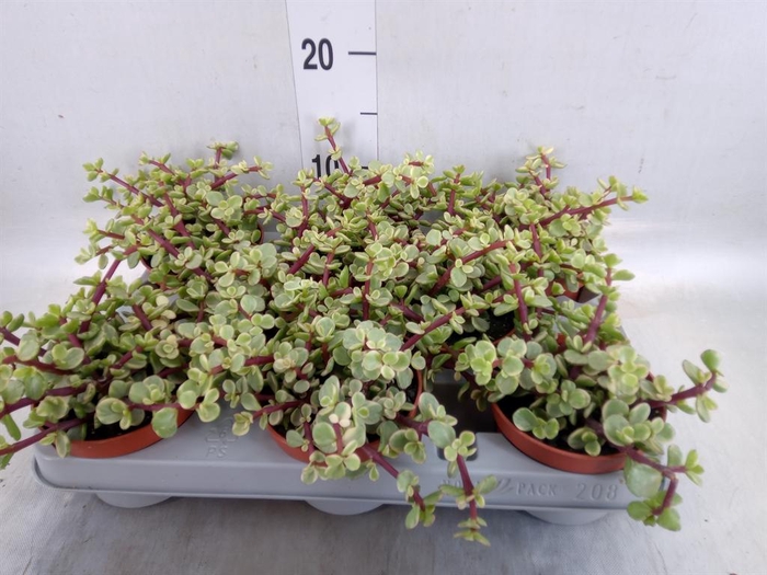 <h4>Portulacaria afra 'Variegata'</h4>