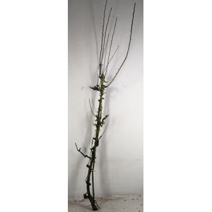 Pear Branche Conference Small