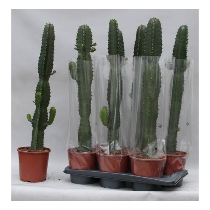 <h4>Euphorbia acrurensis (Cites) 17Ø 80cm</h4>