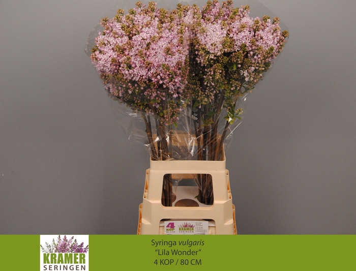 <h4>SYR V LILA WONDER</h4>