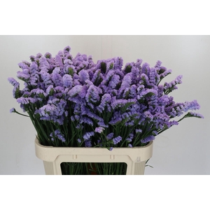 Limonium Acqua Sun Birds