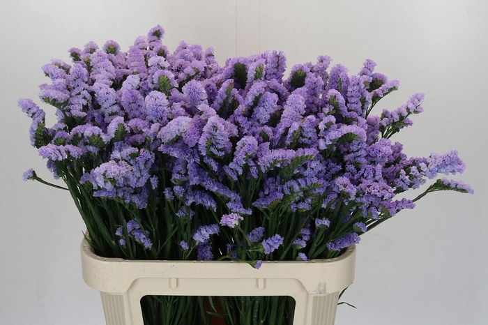 <h4>Limonium Acqua Sun Birds</h4>