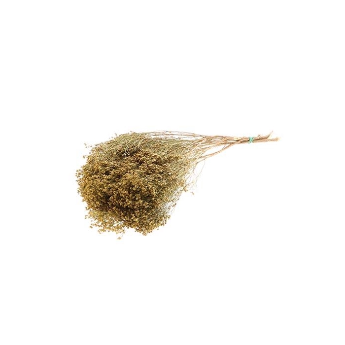 <h4>Bunch Broom Slv 100g L45</h4>