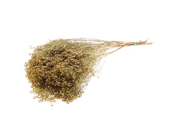 Bunch Broom Slv 100g L45