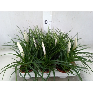 Tillandsia cyanea 'Biancini'