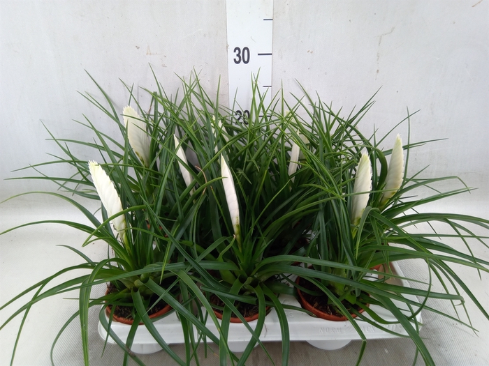 <h4>Tillandsia cyanea 'Biancini'</h4>