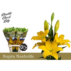Lilium LA Nashville
