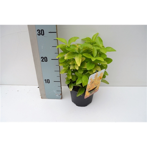 <h4>Euonymus jap. El Dorado PBR</h4>