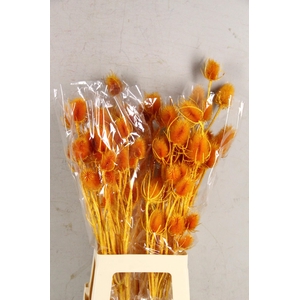 DF Dipsacus Li.Orange Bs 130g