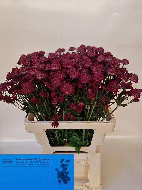 <h4>ASTR RED JOYCE</h4>