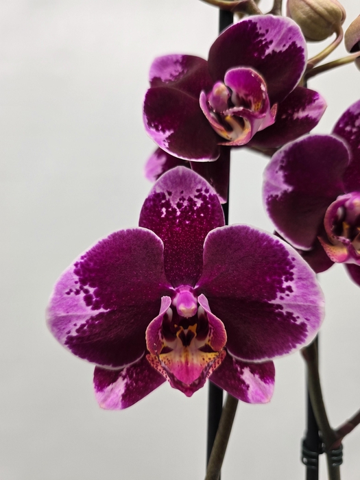 <h4>Limited 01 week 7</h4>