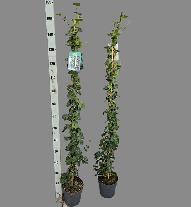 <h4>Hedera hibernica</h4>