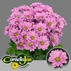 Chr T Resq Cornelis Jan