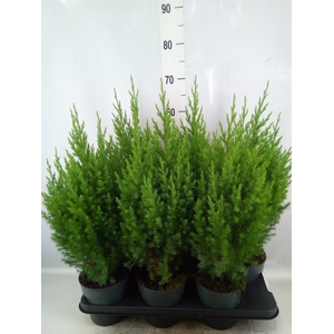 Juniperus chinensis 'Stricta'