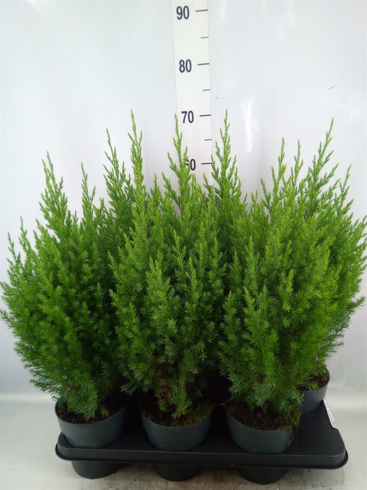 Juniperus chinensis 'Stricta'