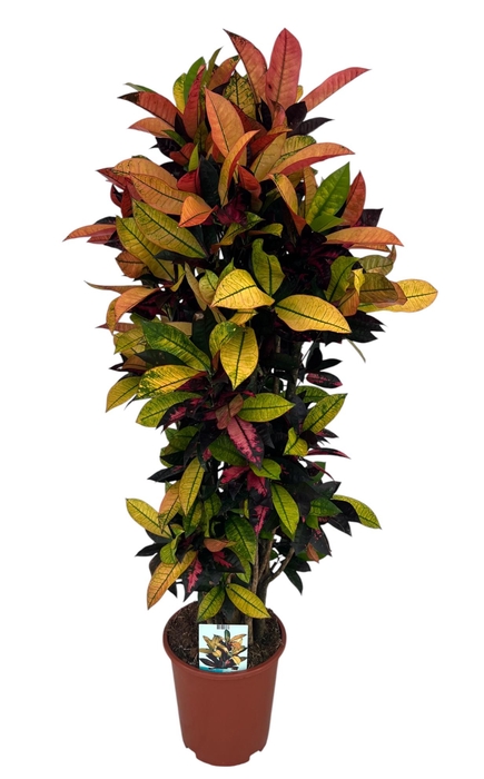 <h4>Codiaeum Variegatum Mrs. Iceton (Peat free / Veenvrij)</h4>
