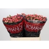 Hypericum Sweet Romance