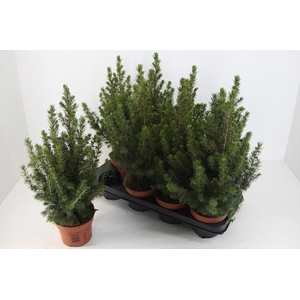 PICEA GL CONICA