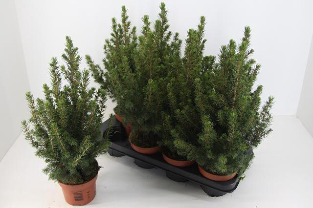 <h4>PICEA GL CONICA</h4>