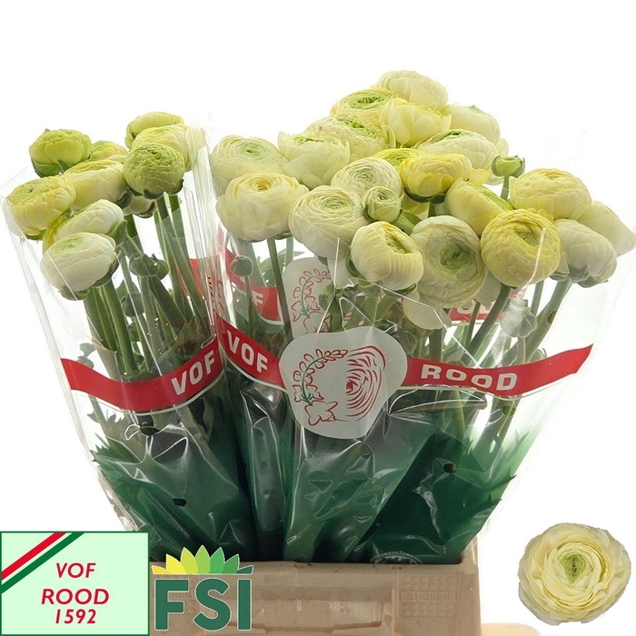 <h4>RAN AAZUR CREAM</h4>