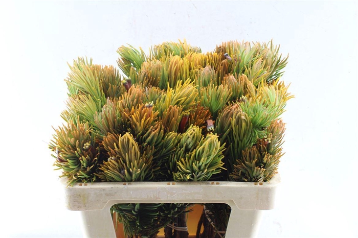 <h4>Kaaps Retzia</h4>