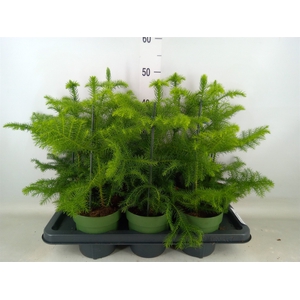 Araucaria heterophylla