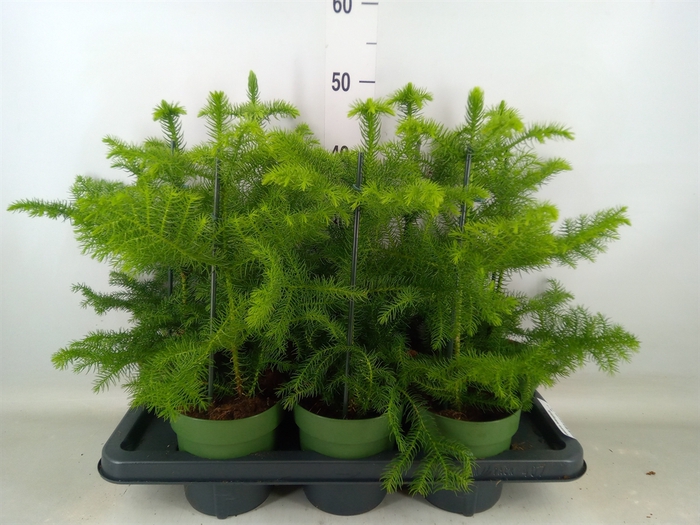 <h4>Araucaria heterophylla</h4>