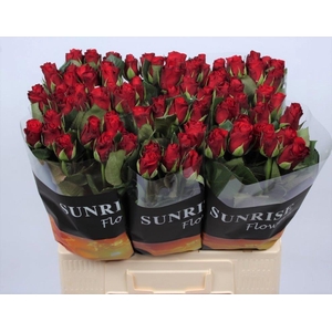 R GR RED RIBBON
