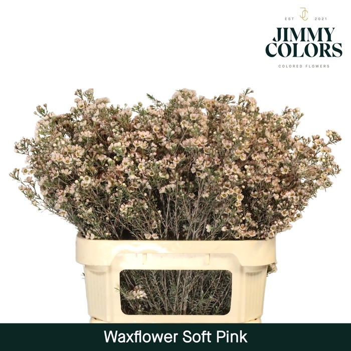 <h4>Waxflower premium L80 Klbh. Licht Roze</h4>