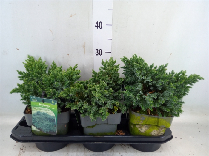 <h4>Juniperus squamata 'Blue Star'</h4>