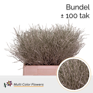 Heidelbeer (Bundel) Platina