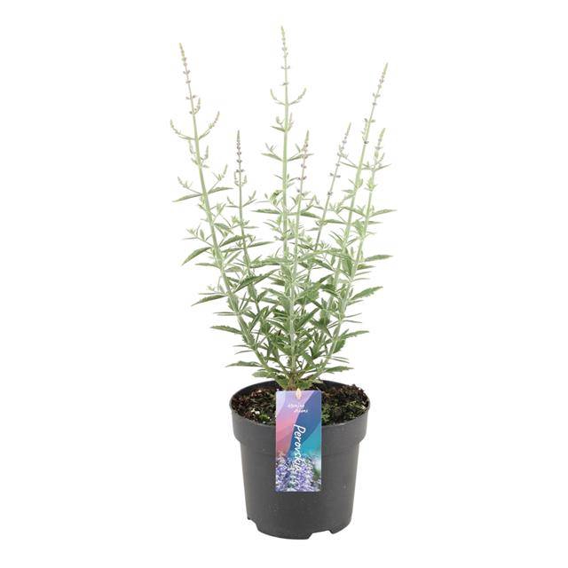 <h4>PEROVSKIA ATRIPLICIFOLIA 'PRIME TI</h4>