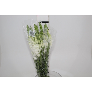 BOCA DE LEAO POTOMAC WHITE 070 CM