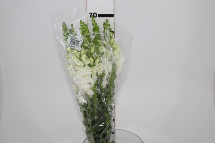 <h4>BOCA DE LEAO POTOMAC WHITE 070 CM</h4>