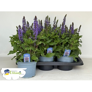 SALVIA NE MIDNIGH PU