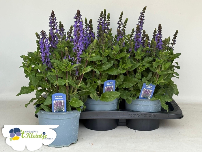 <h4>SALVIA NE MIDNIGH PU</h4>