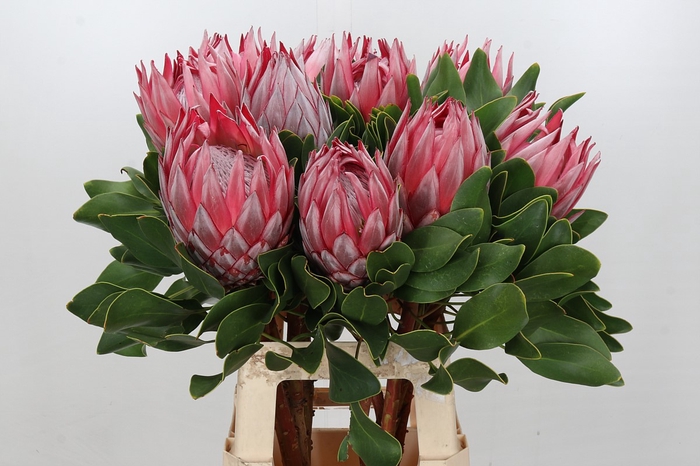 Protea Cynaroides Stellar